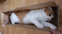 ジャストフィットすぎる、まるでこはるちゃんのための段ボール箱