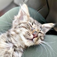 車で病院へ。今にも息絶えてしまいそうな状態だったルナちゃん（画像提供：なちゅふぉとさん）