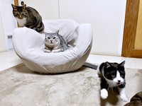 仲良くのんびりタイム。（左から）みとんちゃん、しじみくん、あんこちゃん（画像提供：しじみとんさん）