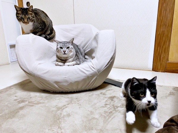 仲良くのんびりタイム。（左から）みとんちゃん、しじみくん、あんこちゃん（画像提供：しじみとんさん）