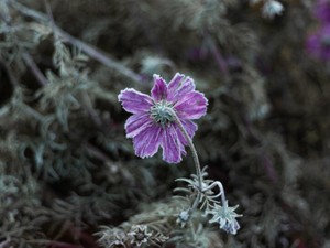 不要不急な私達は会いに行けず、素っ気ないメールで寂しさを埋める