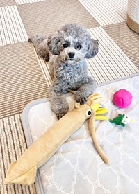 おもちゃで遊ぶエマちゃん（画像提供：エマです！さん）