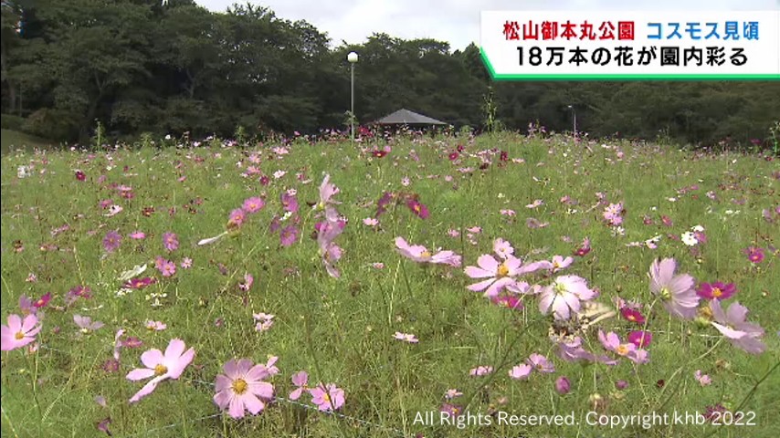 色とりどりのコスモスが見頃 宮城・大崎市の松山御本丸公園 | khb