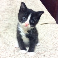 子猫時代、あどけない表情が愛らしいりぃちゃん（画像提供：もみおさん）