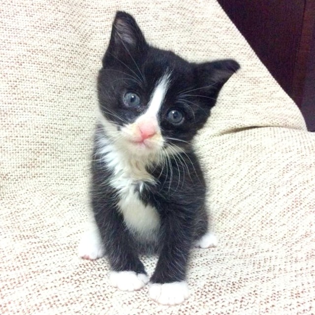 子猫時代、あどけない表情が愛らしいりぃちゃん（画像提供：もみおさん）