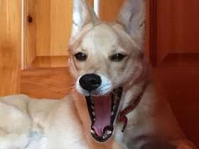 ポカポカ陽気に気持ちよくフワ～　英語が得意なMIX「すみれ」