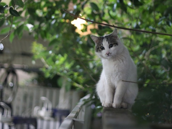 『俳句ねこ』（春）　ホーム社提供
