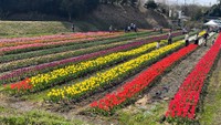 広岡チューリップまつり