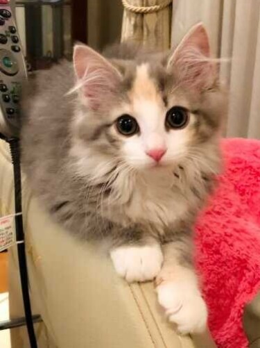 家にきたころの「ルナ」