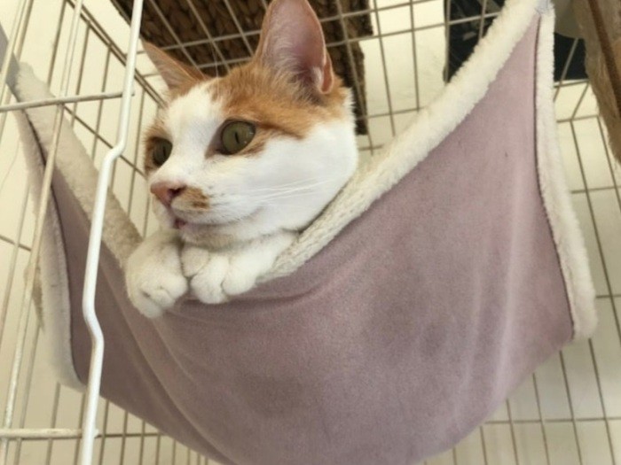 「ニャンコ軍団の長男、ちくわです」