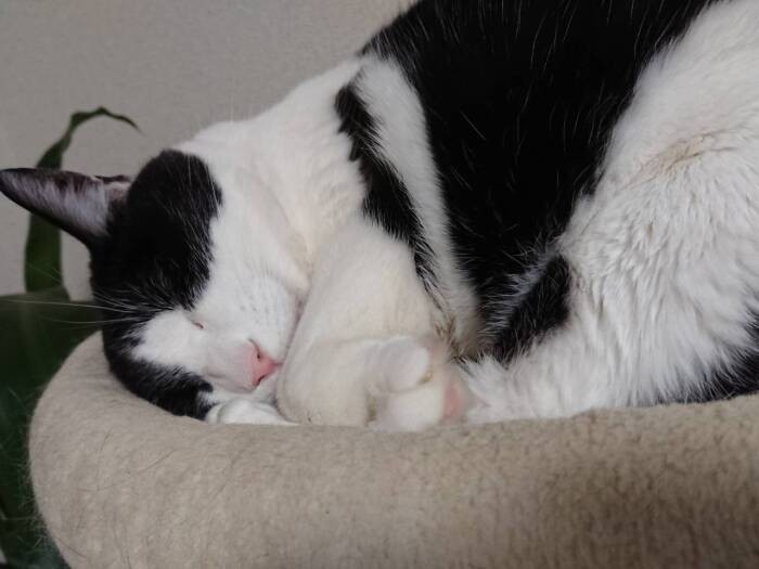 「おとなの猫のいいところは、騒がず寝てばかりいるところさ」（横野さん提供）