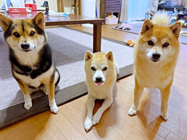 同居の豆柴・クウちゃん（左）、あんこちゃん（右）とにぎやかな日々を過ごすツムちゃん（画像提供：ママさん）