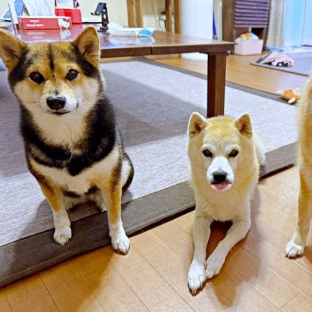 同居の豆柴・クウちゃん（左）、あんこちゃん（右）とにぎやかな日々を過ごすツムちゃん（画像提供：ママさん）