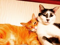 後から来たせんべーちゃん（左）と