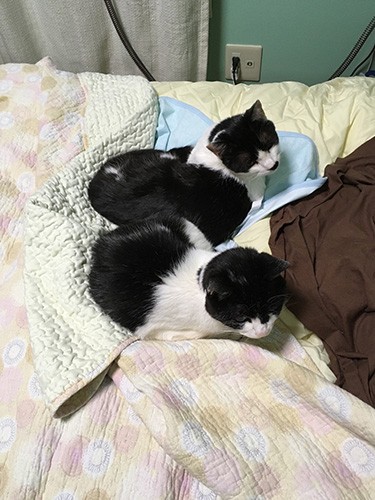 ママといた時みたいに、子猫のはなにくっつくように（早苗さん提供）