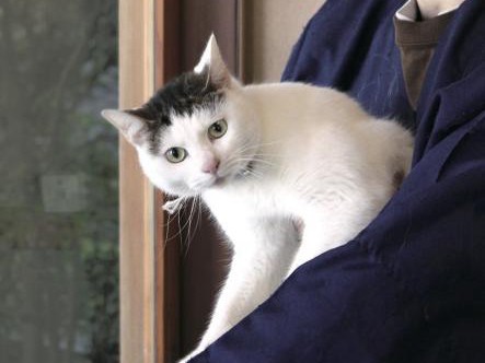 猫がもてなす温泉宿　写真も楽しめる癒やしのガイド本