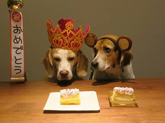 りん5回目の「うちの子記念日」（インスタグラムより）。