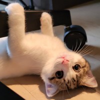 父猫のわらびくんと親子でシンクロ寝をしていた子猫、よもぎちゃん（提供：わらよも！アメショわらび&スコよもぎ さん）