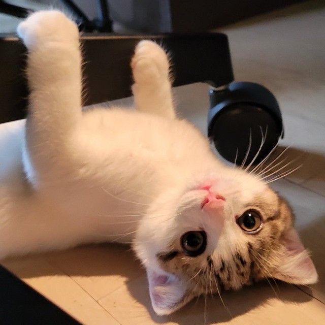 父猫のわらびくんと親子でシンクロ寝をしていた子猫、よもぎちゃん（提供：わらよも！アメショわらび&スコよもぎ さん）