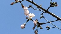 岡山市で桜が開花　平年より2日、2023年より8日遅い開花
