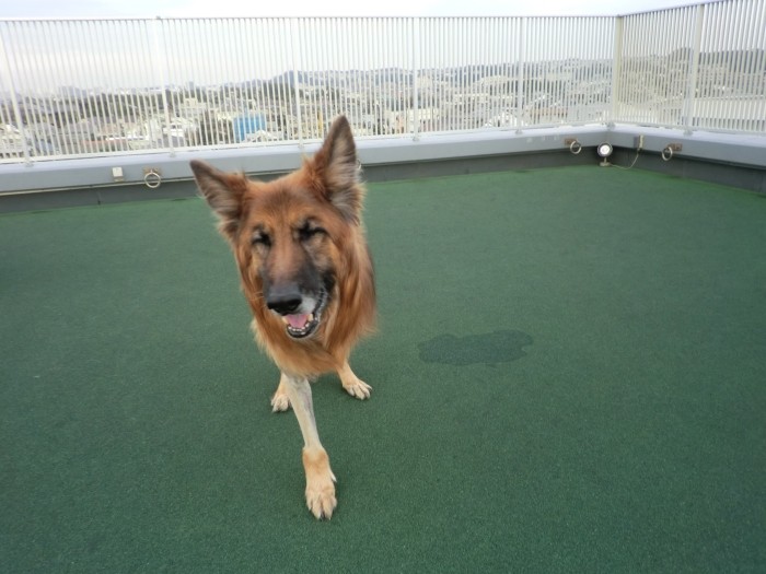 誕生日には毎年、このドッグランに出かけた。番長との日々を大切にするため、記念日はたっぷりと一緒に過ごす（三橋さん提供）