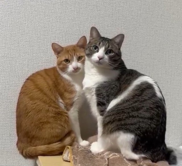 きなこちゃんとつくしちゃん（飼い主さん提供、Xよりキャプチャ撮影）