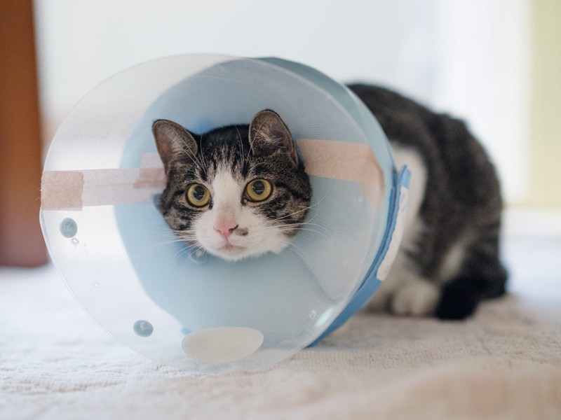 「僕は高貴な猫だから首にカラーをしてるんだよね？」（小林写函撮影）