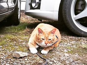 お散歩好き！でも、歩きたくないの　ふっくら猫の「シュガー」　