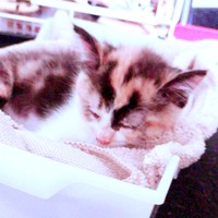 お迎えした日、すやすや眠るメルちゃん（画像提供：mananyanさん）