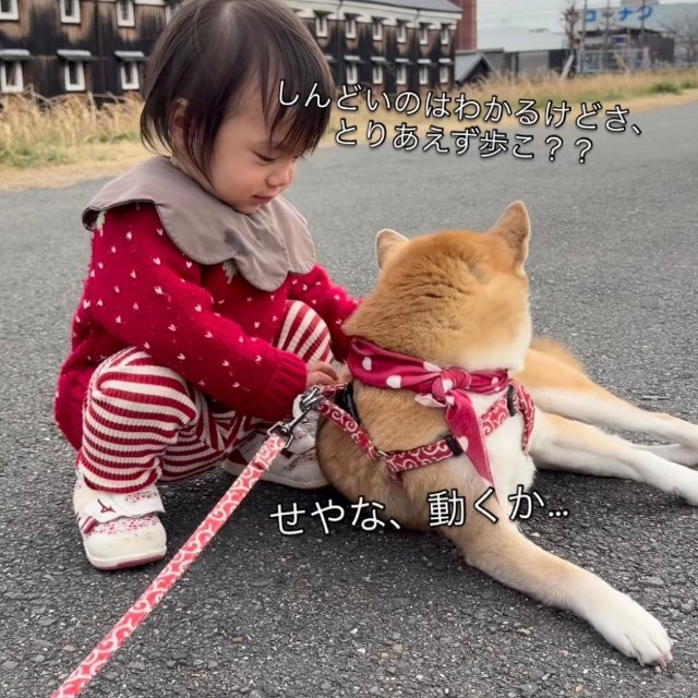 お姉ちゃん、歩こ？（提供：@shiba.tsukuneさん）
