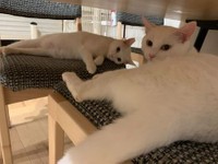 椅子に座って遊んでいた。手前がもちくん。