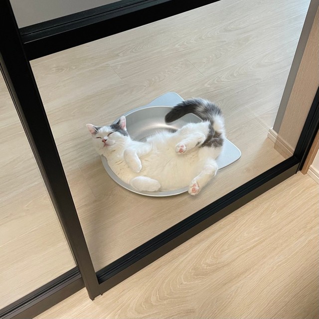 待ちくたびれちゃった＝立ち耳スコのフクさん（@fukuneko_47）提供