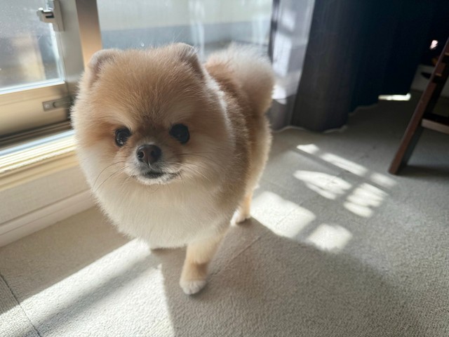 シャンプーカット後のまん丸シルエット（画像提供：ミサイルさん）