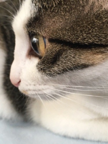 シッピ、これからも元気に過ごしてね(大森直撮影)