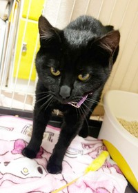 保護日の夜、病院から帰ってきたテテちゃん。猫風邪をひいていました（画像提供：つくきな ココテテさん）