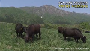 牛の放牧が始まる　宮城・大崎市の鳴子放牧場