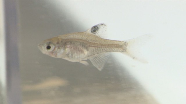 スイゲンゼニタナゴの稚魚