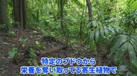 ジャングルにはトラやゾウなども生息しています…！