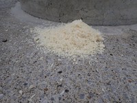 担当者「なぜ？海岸にパン粉を捨てる…」（かながわ海岸美化財団提供）