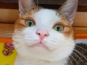 ２０１９アイドル級で賞　三毛猫「くるみ」