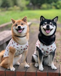 いつも仲良しコンビ（提供：柴犬みくりな）