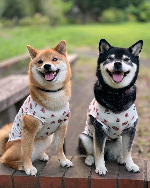 いつも仲良しコンビ（提供：柴犬みくりな）