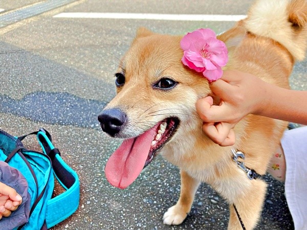 柴犬が家族の一員に。にぎやかな日々を送っています（画像提供：きらのどんさん）