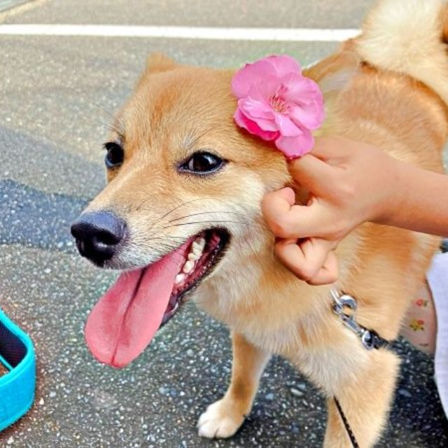 柴犬が家族の一員に。にぎやかな日々を送っています（画像提供：きらのどんさん）