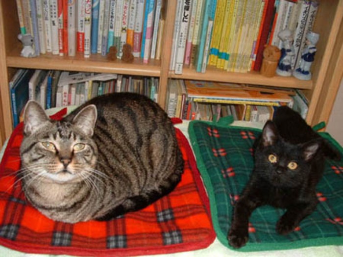 先代ルナ（左）の絶叫に跳び起きたこともある昔のイヌオ（右）。いつしかイヌオが夜鳴きのお年頃に