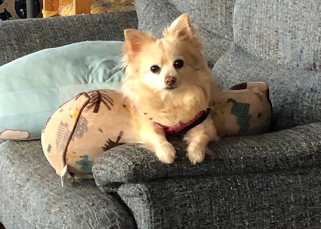 このクーちゃんの視線の先には、キッチンで作業するYさんがおられるのです！