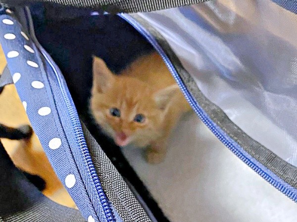 保護成功！ 生後推定1カ月だったリッツくん（画像提供：黎さん）