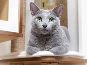 かしこまったポーズもできるよ　ロシアンブルーの「ラフ」