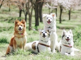 わなにかかり殺処分寸前だった母犬　子犬とともに引き取られ、穏やかで幸せな日々