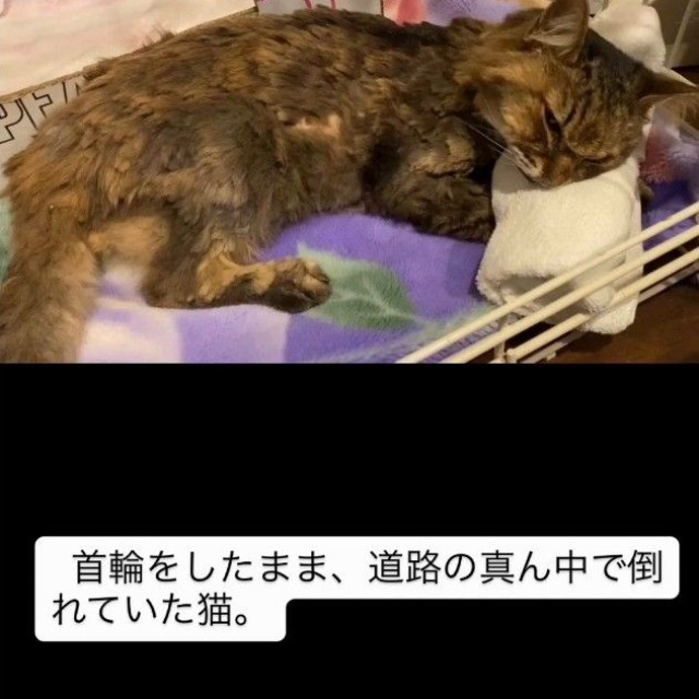 抱っこするとゴロゴロ…最後まで生きようとしていた…（「小さな命を守る会 hug」さん提供、Instagramよりキャプチャ撮影）